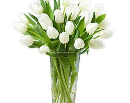 White Tulips - FWR Online Sale