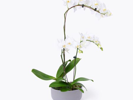 Pearl Treasures Orchid Online