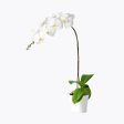 Everlasting White Orchid For Discount