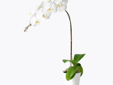 Everlasting White Orchid For Discount