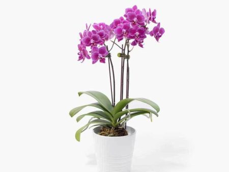 Purple Mini Orchid Online now