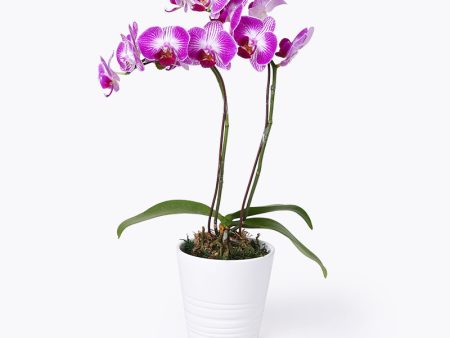 Enchanted Mini Orchid Supply