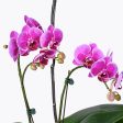 Royal Allure Orchid on Sale