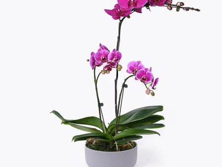 Royal Allure Orchid on Sale