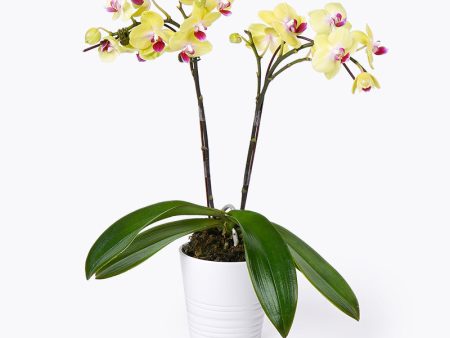 Sunshine Orchid Supply