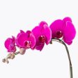 Exquisite Purple Orchid Online Sale