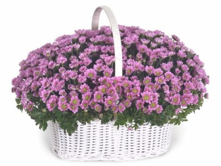 Basket Daisy Online now