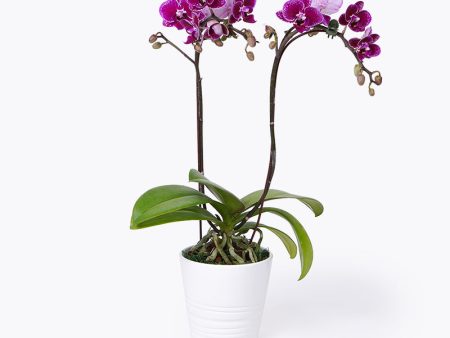 Majesty Mini Orchid Online Sale