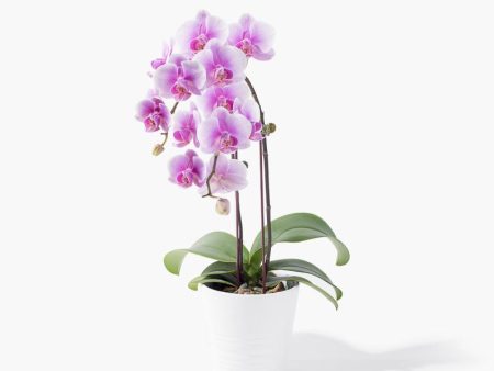 Bright Delight Orchid Supply