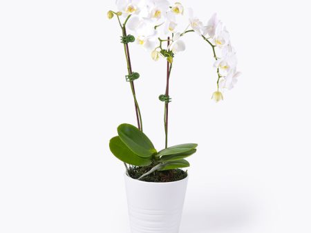 White Delight Orchid Discount