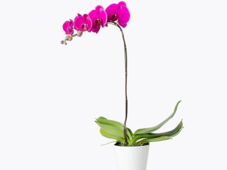 Exquisite Purple Orchid Online Sale