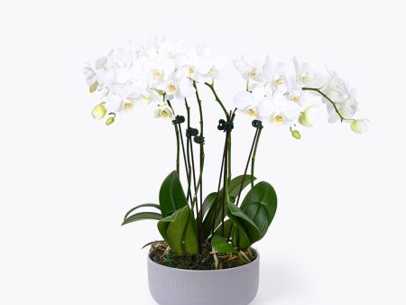 Diamond Grove Orchid Online Hot Sale