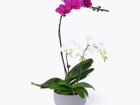 Magenta Melange Orchid For Sale