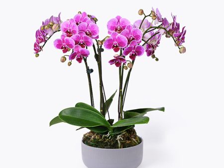 Imperial Jewel Orchid Online Sale