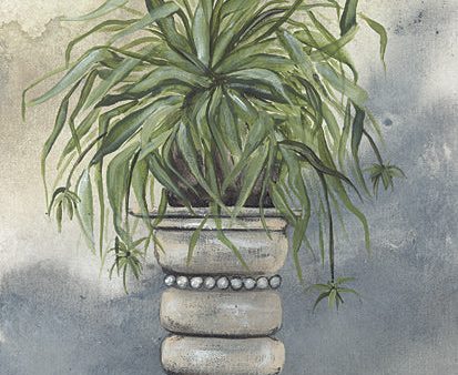 NOR239 - Spider Plant in Pottery - 12x16 Online now